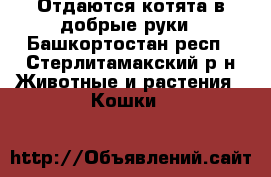 Отдаются котята в добрые руки - Башкортостан респ., Стерлитамакский р-н Животные и растения » Кошки   